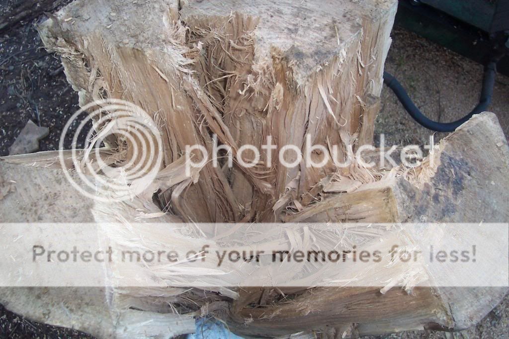 Split elm on a cold day